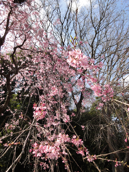 横浜市金沢区　桜_d0124587_16341247.jpg