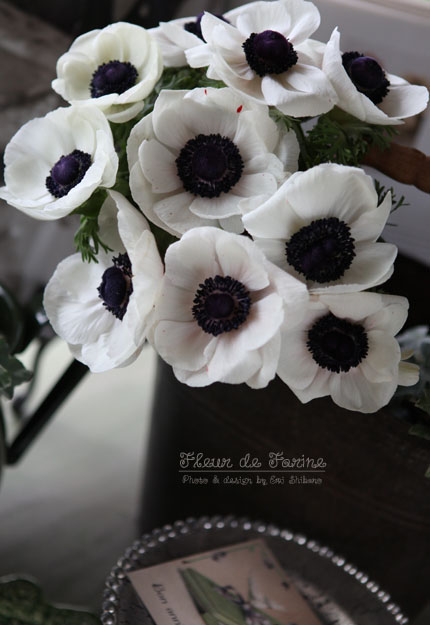 パンダ Fleur De Farine パンダ Fleur De Farine