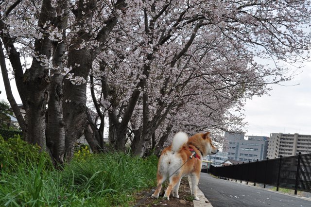 満開の桜とかぼちゃんの笑顔_a0126590_23301292.jpg