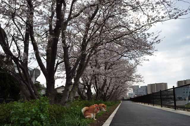満開の桜とかぼちゃんの笑顔_a0126590_23302043.jpg
