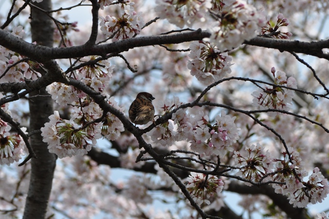満開の桜とかぼちゃんの笑顔_a0126590_23305973.jpg