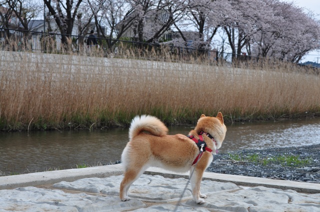 満開の桜とかぼちゃんの笑顔_a0126590_23312246.jpg