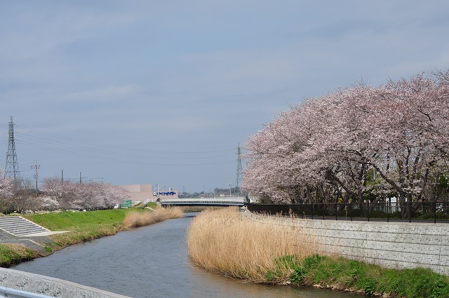 満開の桜とかぼちゃんの笑顔_a0126590_2331532.jpg