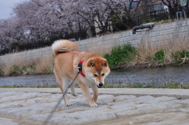 満開の桜とかぼちゃんの笑顔_a0126590_23315631.jpg