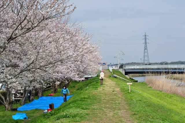 満開の桜とかぼちゃんの笑顔_a0126590_23323884.jpg