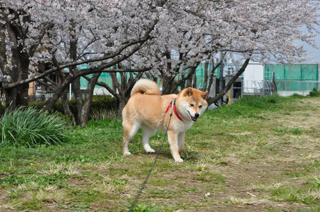 満開の桜とかぼちゃんの笑顔_a0126590_23325534.jpg