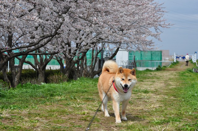 満開の桜とかぼちゃんの笑顔_a0126590_2333163.jpg