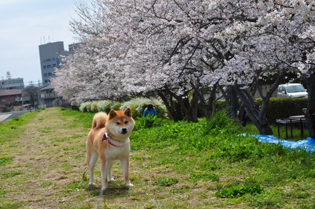 満開の桜とかぼちゃんの笑顔_a0126590_23332269.jpg