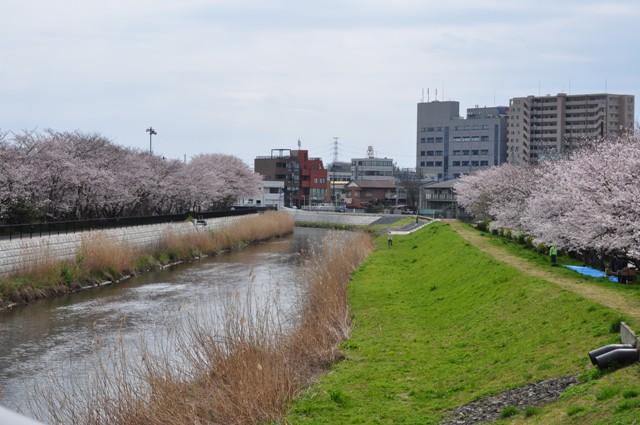 満開の桜とかぼちゃんの笑顔_a0126590_23345621.jpg