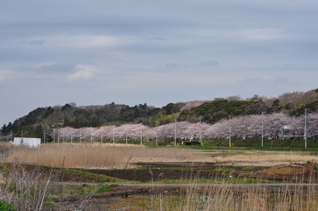 満開の桜とかぼちゃんの笑顔_a0126590_23353258.jpg