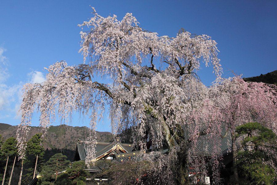 10.03.27：身延山久遠寺に、久し振りの朝駆け３_c0007190_20165322.jpg