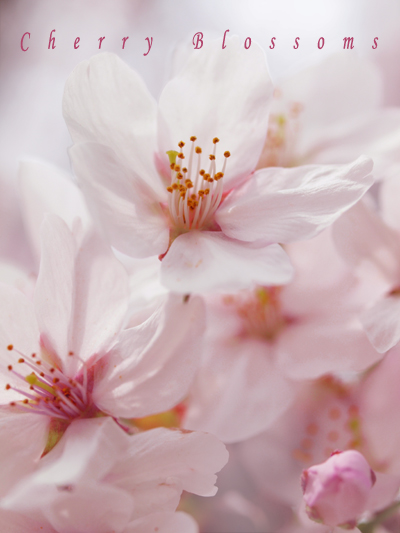 Cherry Blossoms_c0221993_2093740.jpg