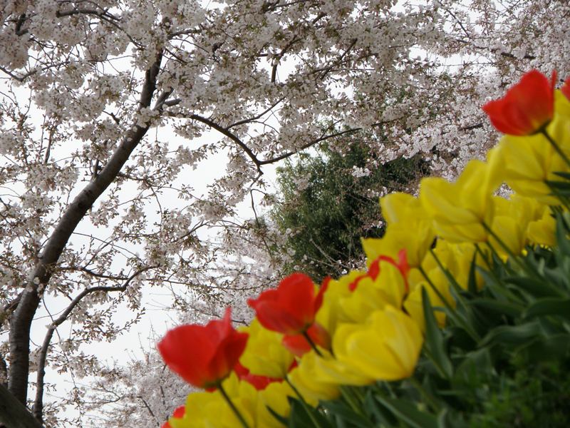 お花見～♪　お花見～♪　お花見～＼(^0^)／★_c0200895_21293530.jpg