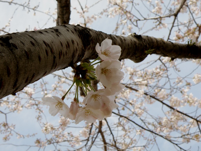 お花見～♪　お花見～♪　お花見～＼(^0^)／★_c0200895_2147955.jpg