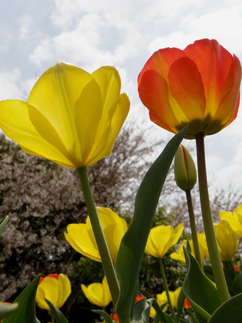 お花見～♪　お花見～♪　お花見～＼(^0^)／★_c0200895_22212366.jpg