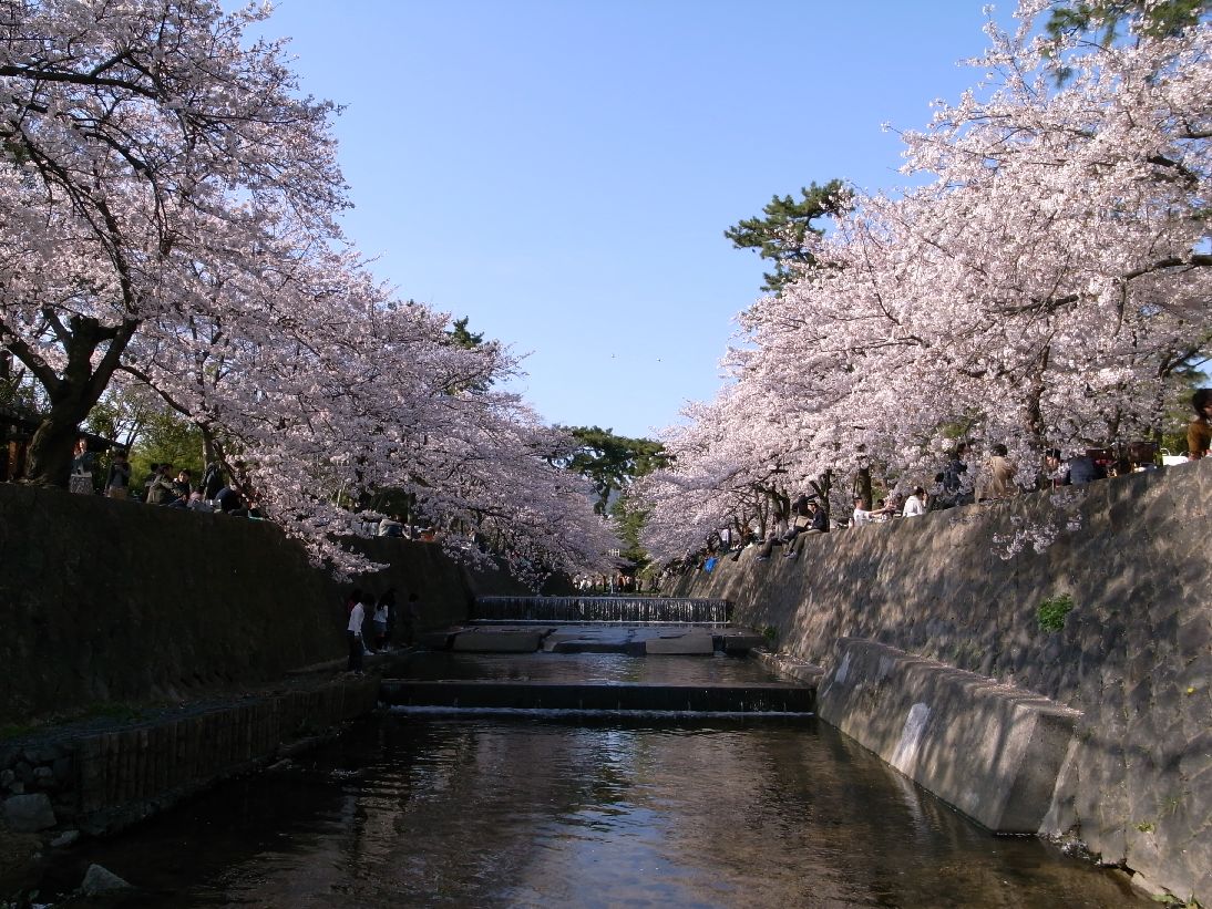 夙川の桜_c0167798_8575083.jpg