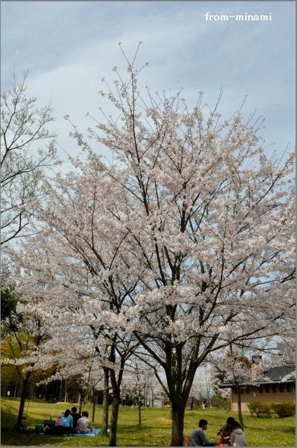 sakura sakura Ⅴ_e0184300_05991.jpg