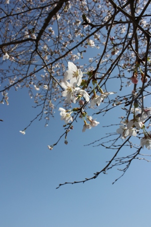 桜・・・*_f0181000_2032094.jpg
