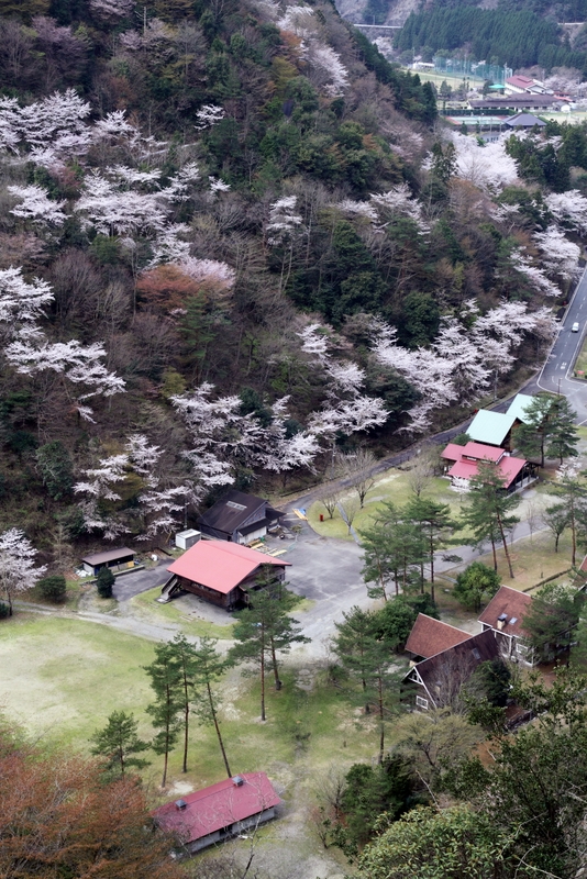 鳥瞰の桜風景（下北山スポーツ公園②）_b0138101_0303884.jpg