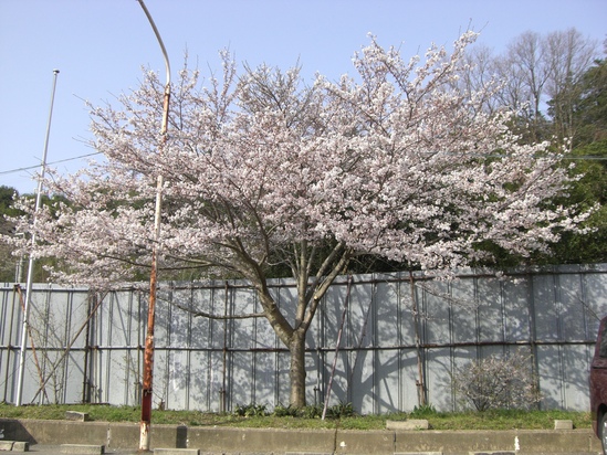 千秋桜（ちあきざくら）_f0073301_944567.jpg
