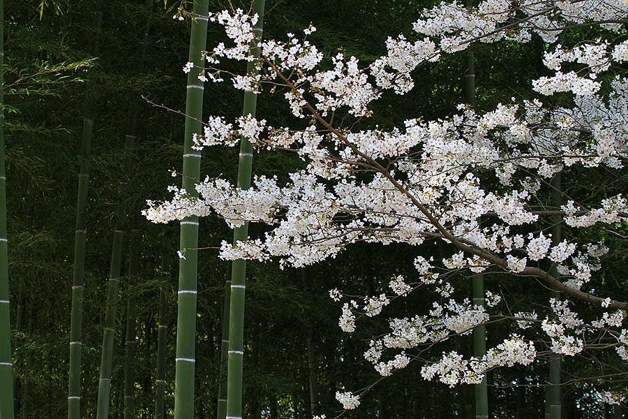 服部緑地公園の竹林と桜 横田君のお気軽写真箱 服部緑地公園の竹林と桜 横田君のお気軽写真箱