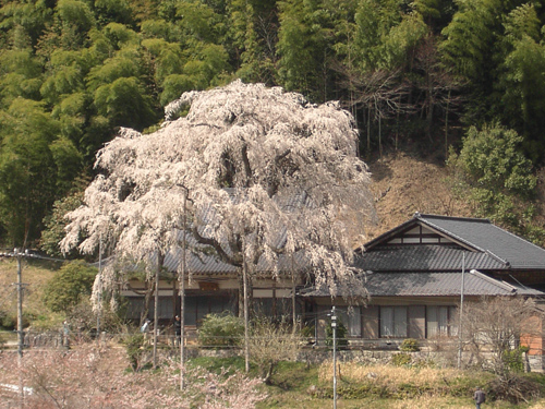 大野瀬町のしだれ桜_c0194003_1929146.jpg