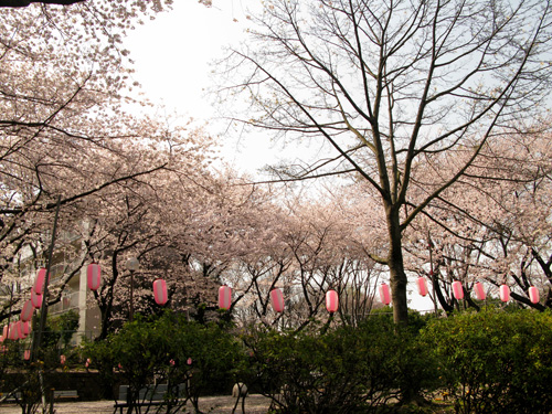 桜の花びらの絨毯の上で・・・_c0011204_2351291.jpg