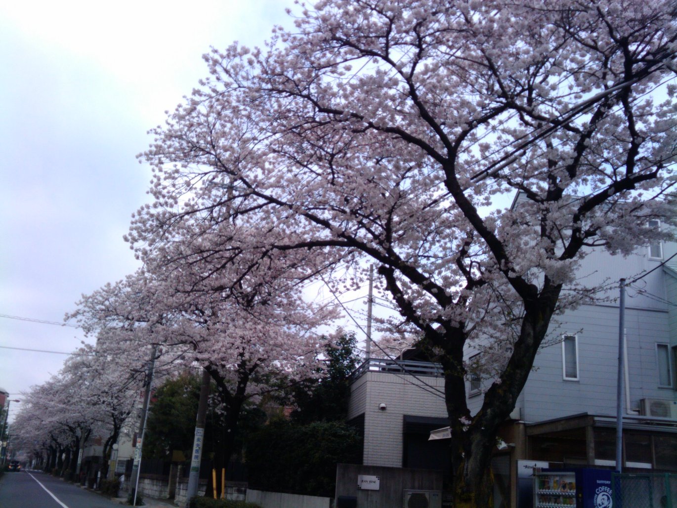 桜満開!―目黒川など_e0123104_7143068.jpg