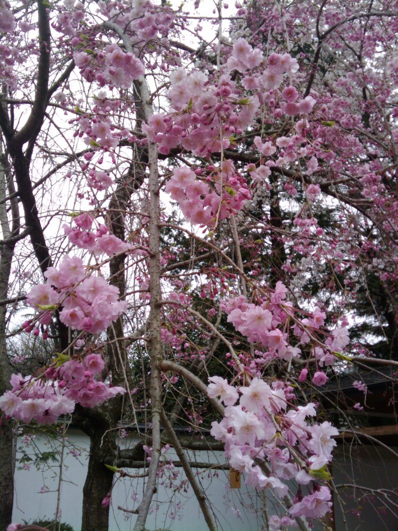 桜満開!―目黒川など_e0123104_7174561.jpg