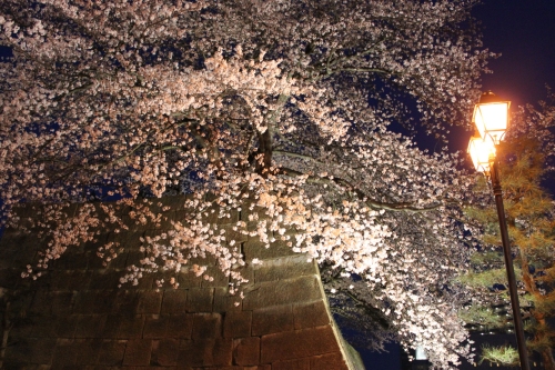 桜も見ごろとなりました_f0229508_13304961.jpg