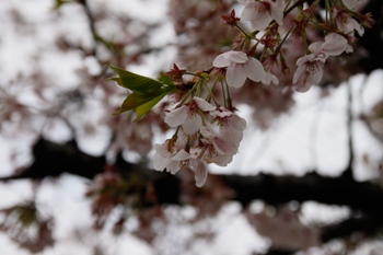 葉桜_a0148909_12473697.jpg