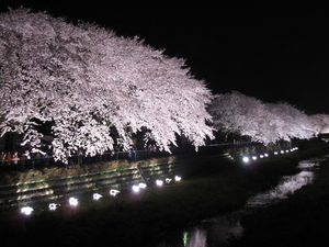 夜桜_e0126009_21105593.jpg