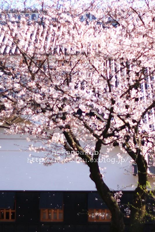 桜花乱舞　熊本城_b0003512_17233312.jpg