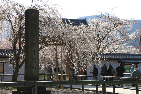 さくら満開 醍醐寺1_e0048413_22311263.jpg