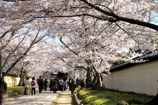 さくら満開 醍醐寺1_e0048413_22312521.jpg