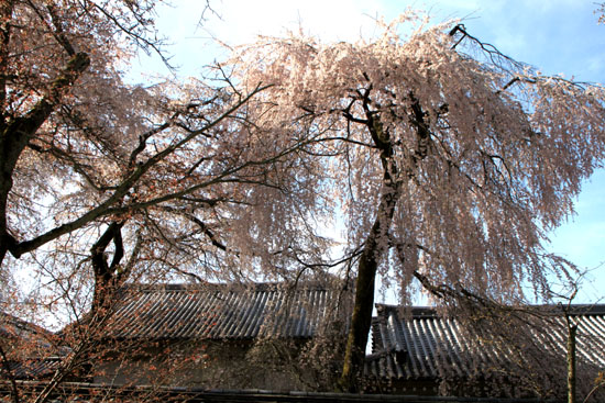 さくら満開 醍醐寺1_e0048413_22315742.jpg