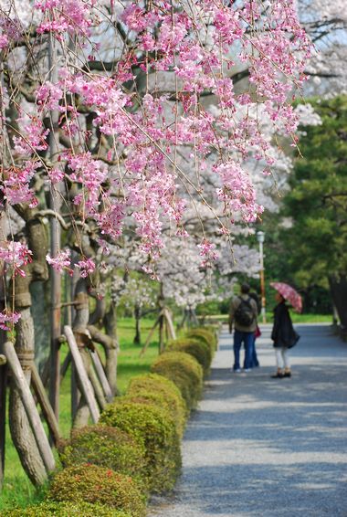 桜　－　二条城_a0114714_1829437.jpg