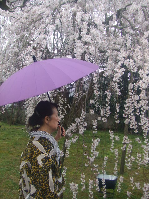 花の雨。リベンジ～～in京都_c0107118_23271823.jpg