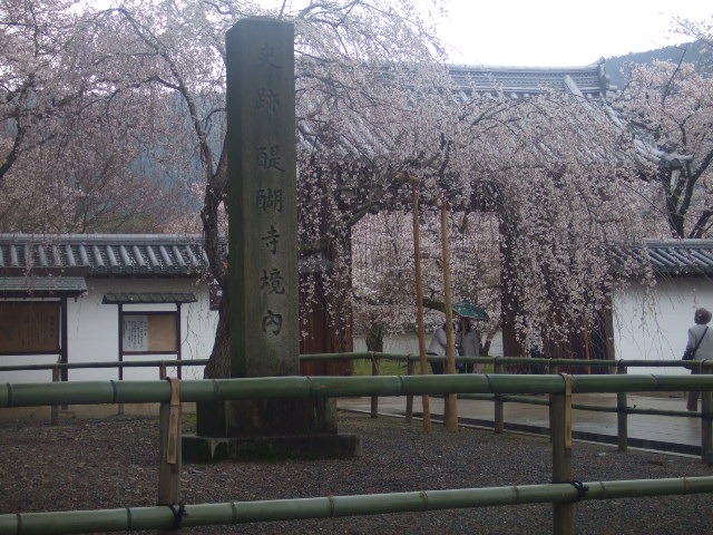 花の雨。リベンジ～～in京都_c0107118_2334484.jpg