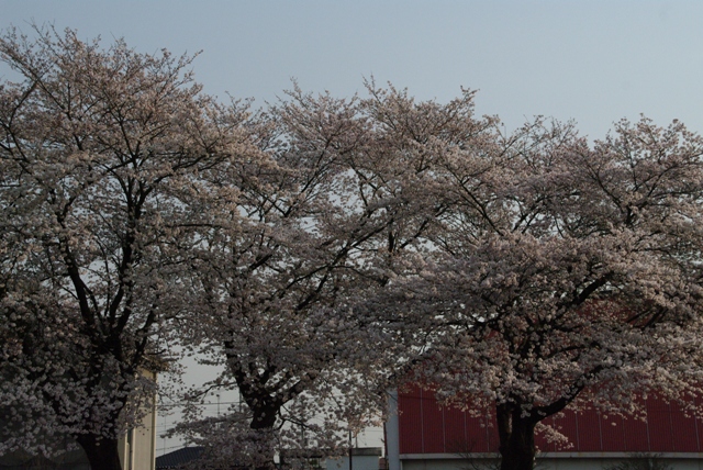 桜が満開、花見で一杯_f0172518_1718576.jpg