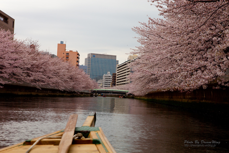 和船からの桜　〜贅沢なお花見〜_a0119123_34931.jpg