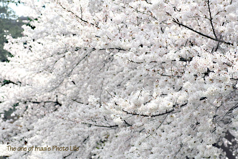 d0040124_20121013.jpg