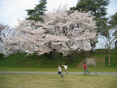 三題噺：　蕗の薹、稲荷寿司、桜_f0203324_2049698.jpg