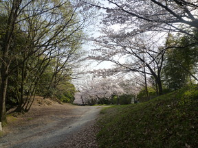 ∮ 2010年の桜～お散歩 お花見～♪_a0135425_2330769.jpg