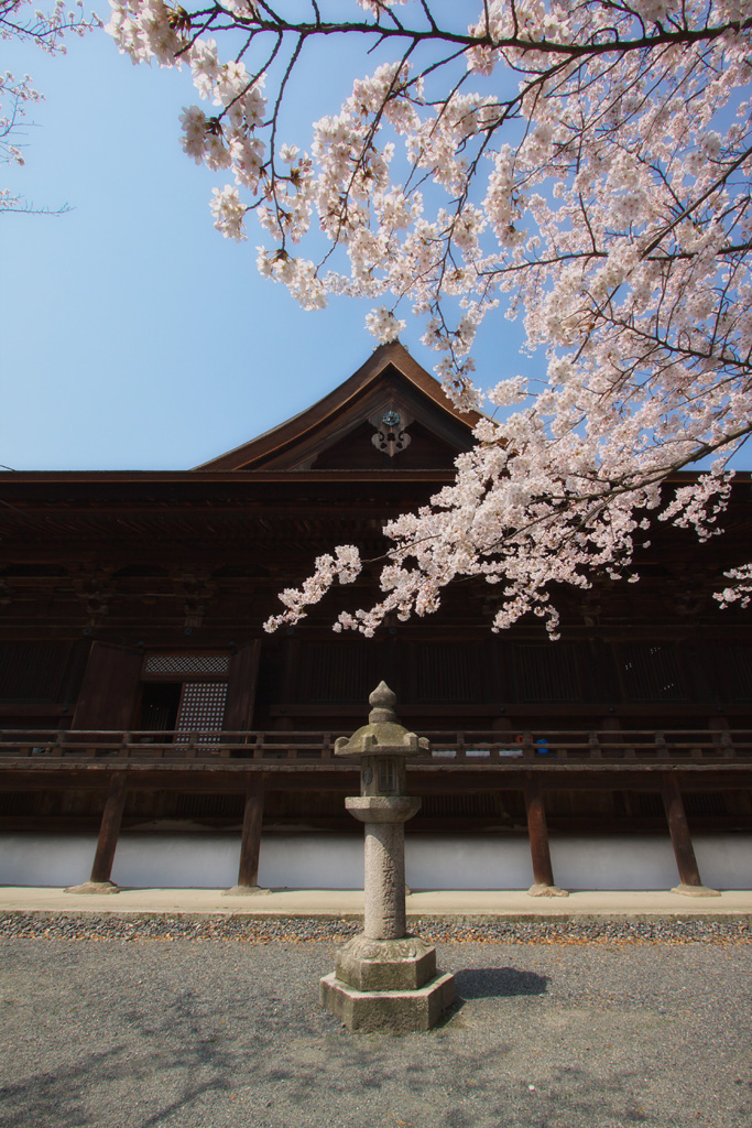 sakura 2010♪ -1-_f0004525_23102776.jpg