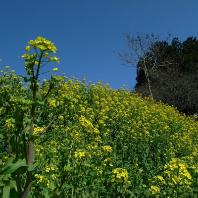 c0182231_2011032.jpg