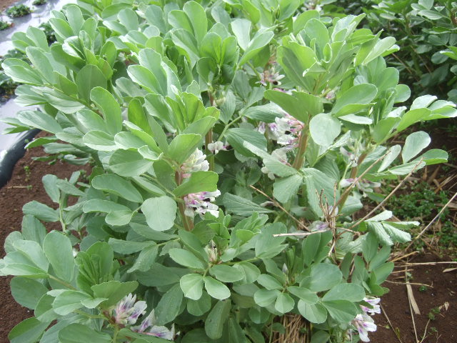 畑の草取り中止......お花見に!_b0137932_17404332.jpg