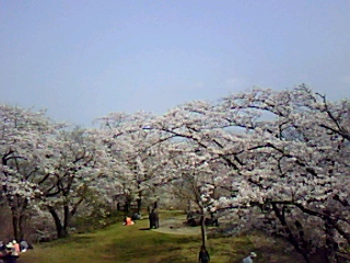畑の草取り中止......お花見に!_b0137932_1741294.jpg