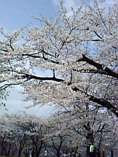 畑の草取り中止......お花見に!_b0137932_17424146.jpg