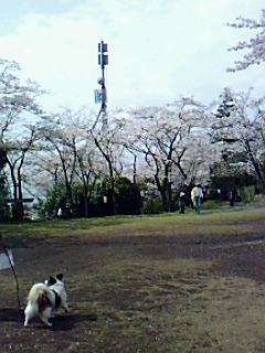 畑の草取り中止......お花見に!_b0137932_1814941.jpg